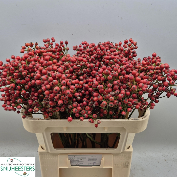 <h4>ROSA MAG SUNSET</h4>