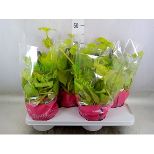 Epipremnum pinn. 'Golden Pothos' HG