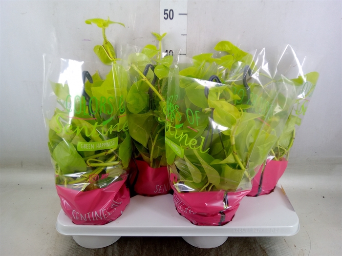 <h4>Epipremnum pinn. 'Golden Pothos' HG</h4>