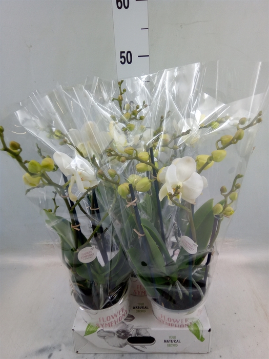 <h4>Phalaenopsis   ...white</h4>