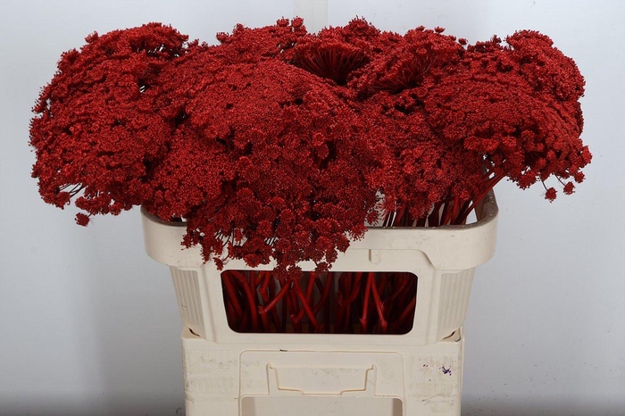 <h4>Ammi Zaad Kl Bh Rood</h4>