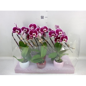 Phalaenopsis   ...red