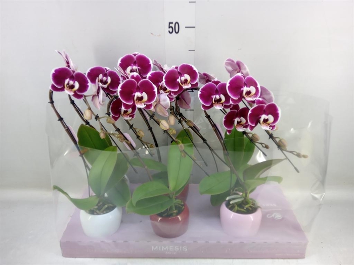 <h4>Phalaenopsis   ...red</h4>