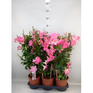 Mandevilla sand. 'Eagle Eye'
