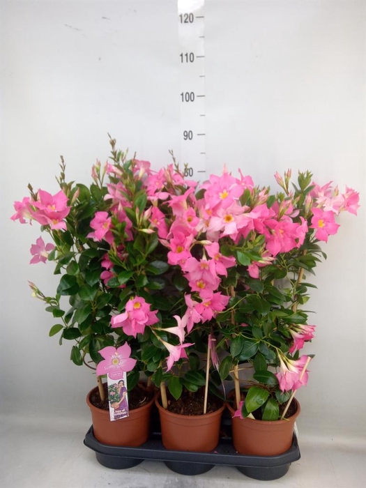 <h4>Mandevilla sand. 'Eagle Eye'</h4>