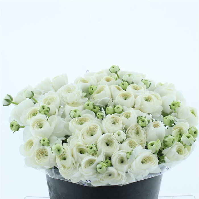 <h4>Ran Su Sr Niveo I</h4>