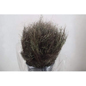 Thym Falso 250gr P Bunch