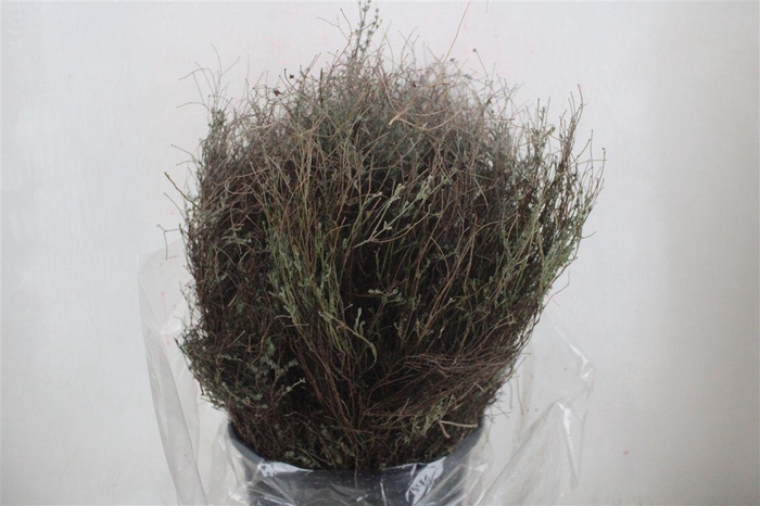 <h4>Thym Falso 250gr P Bunch</h4>