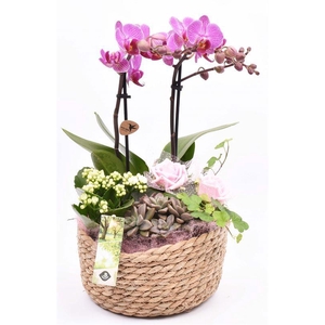 Touwmand laag 19,5cm