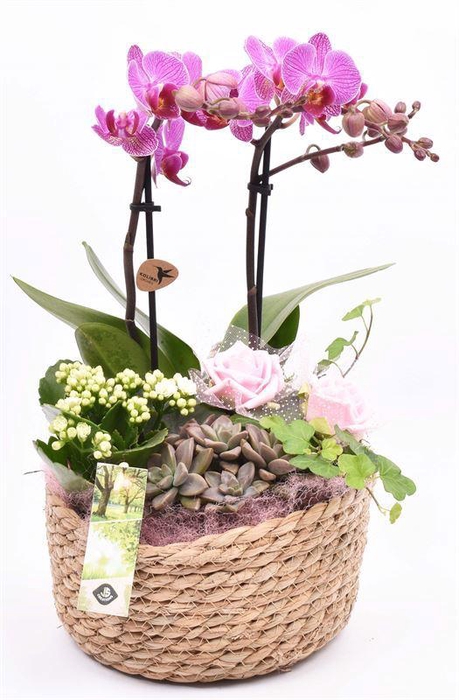 <h4>Touwmand laag 19,5cm</h4>