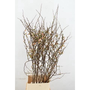 CHAENOMELES JAPONICA PINK 120CM