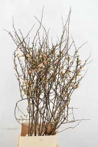 <h4>CHAENOMELES JAPONICA PINK 120CM</h4>