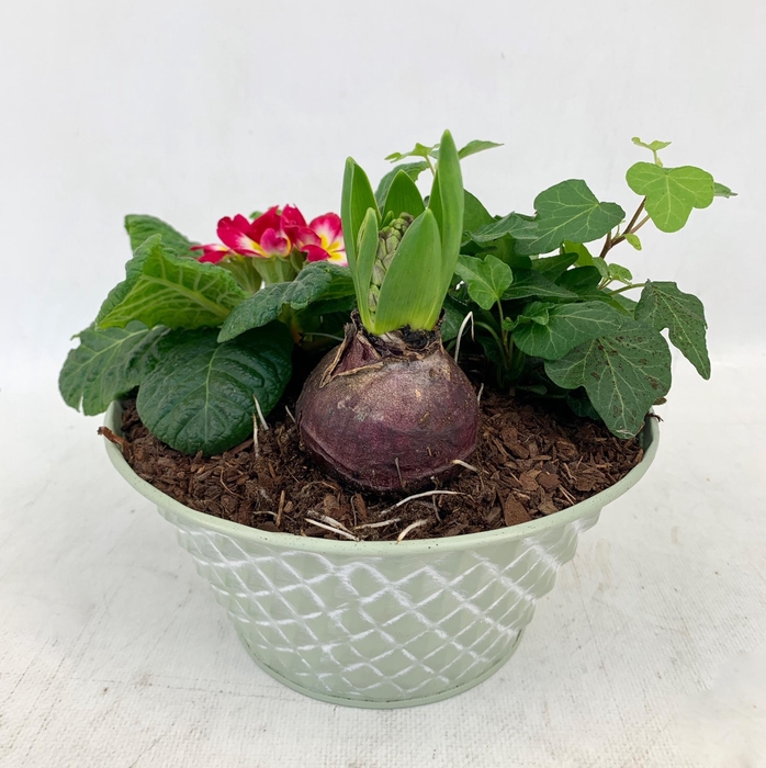 <h4>Primula Zink Groen (Hedera + Hya)</h4>