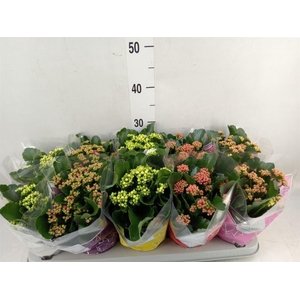 Kalanchoe blos. 'Perfecta'  ..mix 5