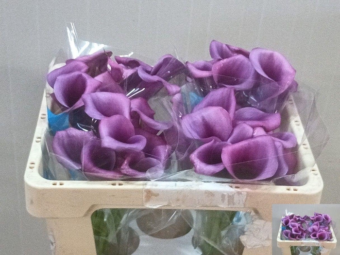 <h4>Zant Durban</h4>