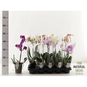 PHAL MIX 1 TAK 35CM