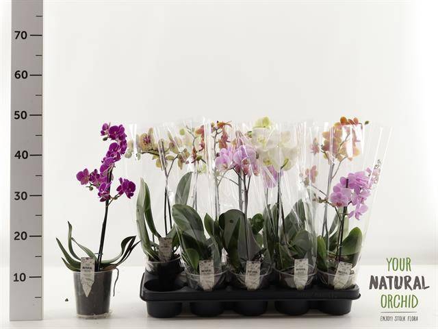 <h4>PHAL MIX 1 TAK 35CM</h4>