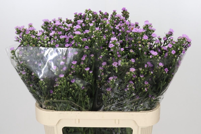 <h4>Aster Painted Lady</h4>