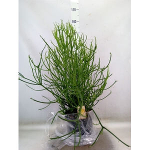 Euphorbia tirucalli