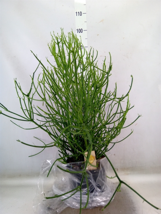 <h4>Euphorbia tirucalli</h4>
