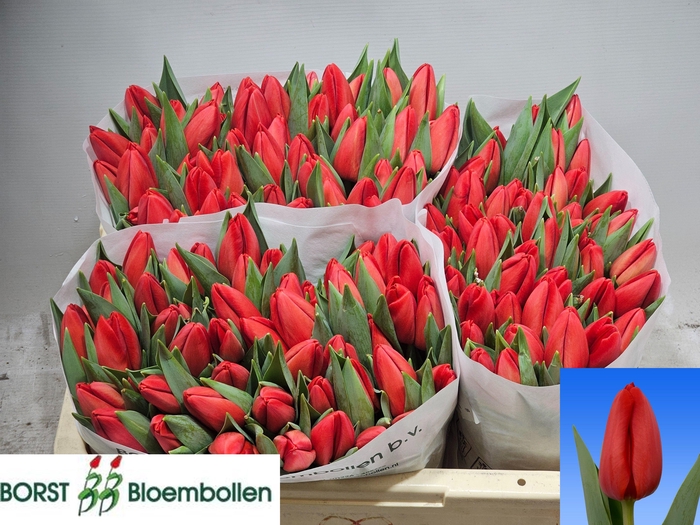 <h4>TU EN SPOT ON</h4>