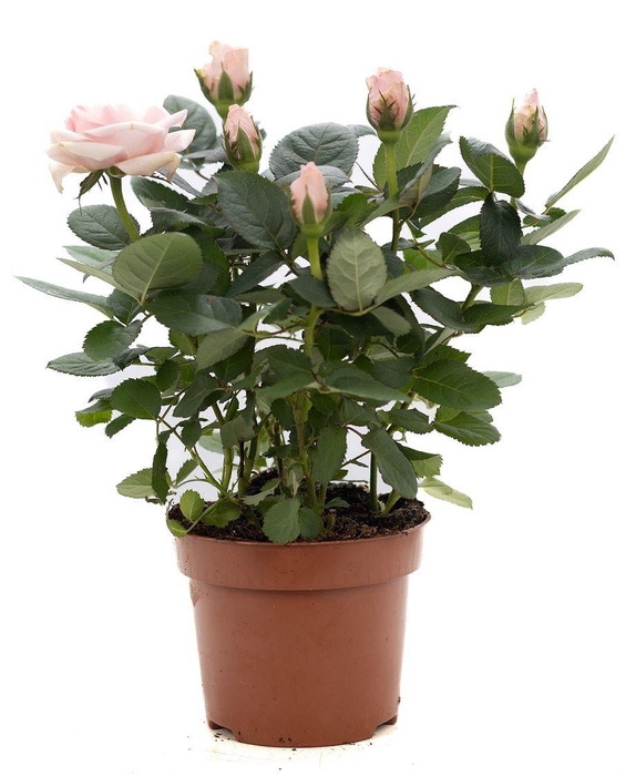 <h4>Rosa light pink P&PURE Collection</h4>
