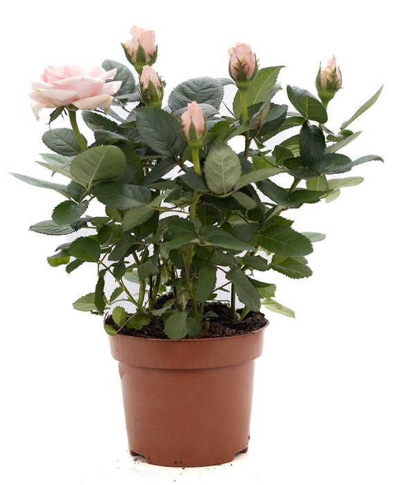 <h4>Rosa light pink P&PURE Collection</h4>