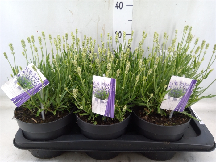<h4>Lavandula angus. 'Alba'</h4>
