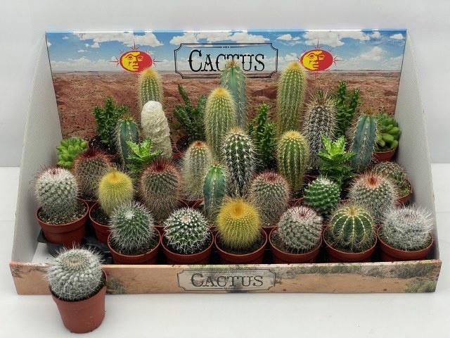 <h4>CACTUS GEM</h4>