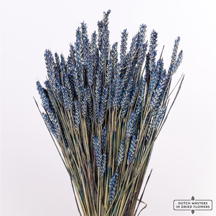 Dried Triticum Dark Blue Bunch