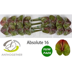 Anth A Absolute 11 cm X16 Flow Pack Bouman