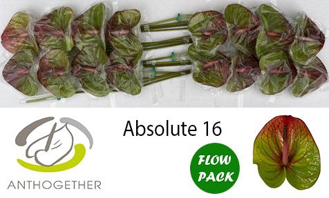 <h4>Anth A Absolute 11 cm X16 Flow Pack Bouman</h4>