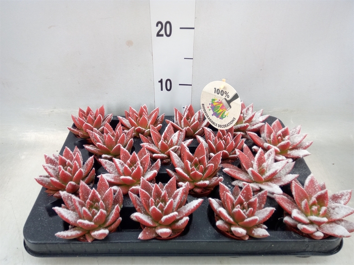 <h4>Echeveria  'Miranda'</h4>