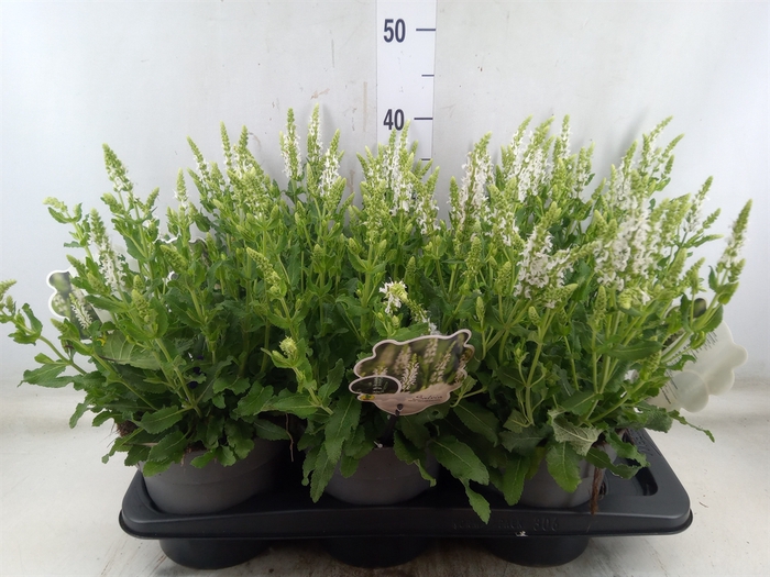 <h4>Salvia nemorosa 'Schneehugel'</h4>