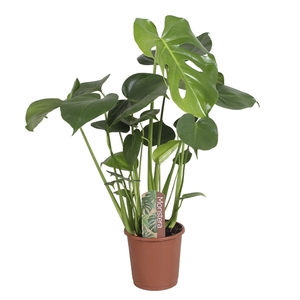 Monstera deliciosa in blanco hoes met etiket