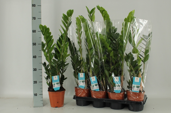 <h4>ZAMIO ZAMIIFOLIA</h4>
