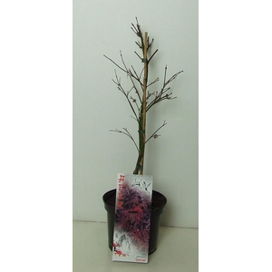 Acer palmatum 'Garnet' P19