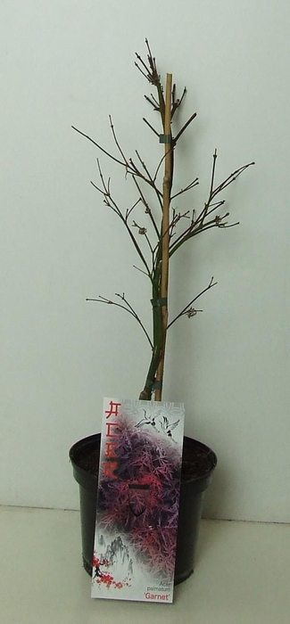 <h4>Acer palmatum 'Garnet' P19</h4>