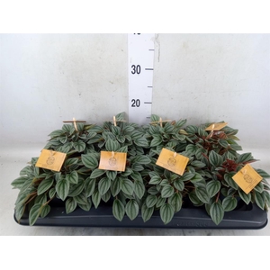 Peperomia  'Napoli Nights'