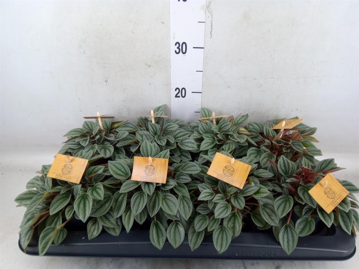 <h4>Peperomia  'Napoli Nights'</h4>