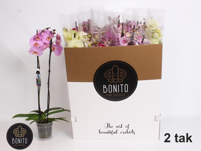 <h4>PHAL GEM 7 KL</h4>