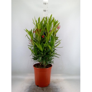 Nerium oleander   ...