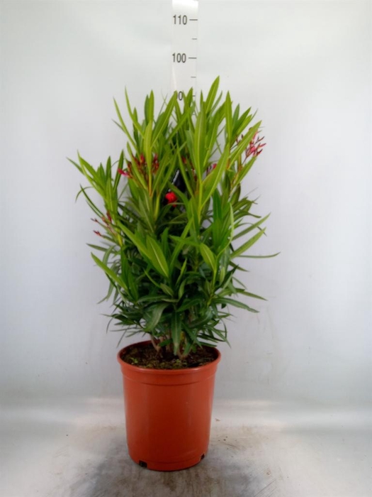 <h4>Nerium oleander   ...</h4>