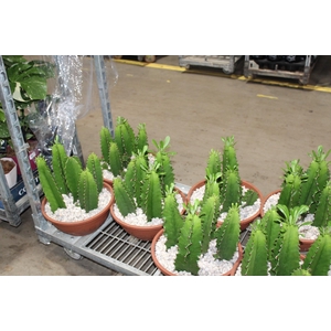CACTUS EUPHORBIA MANDACARU C32 VARIADO