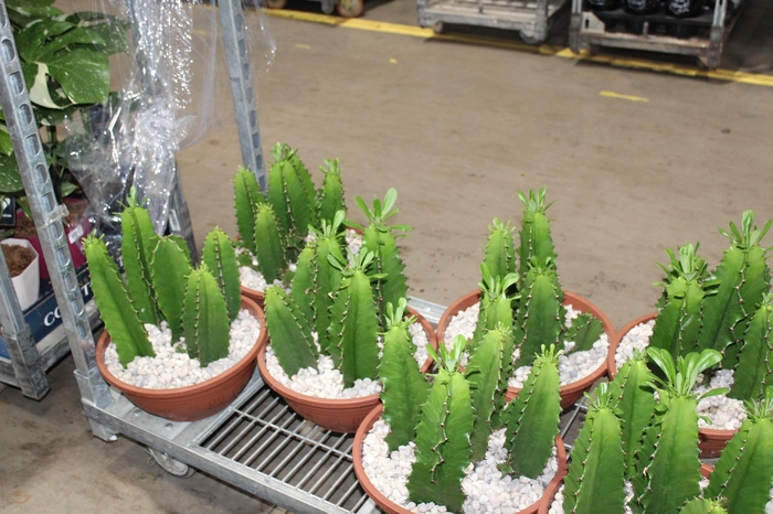 <h4>CACTUS EUPHORBIA MANDACARU C32 VARIADO</h4>