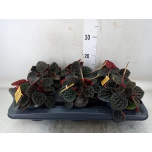 Peperomia