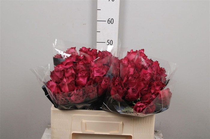 <h4>R Gr Inevitable</h4>