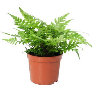 Athyrium Spicatum (compact) - De varen voor binnen en buiten!