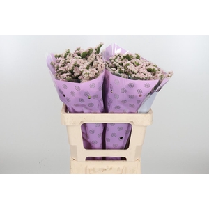 Lim S Apri Sun Birds