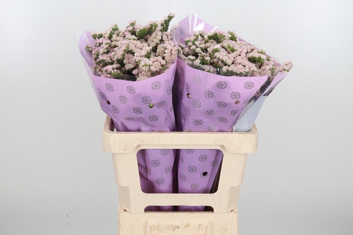 <h4>Lim S Apri Sun Birds</h4>